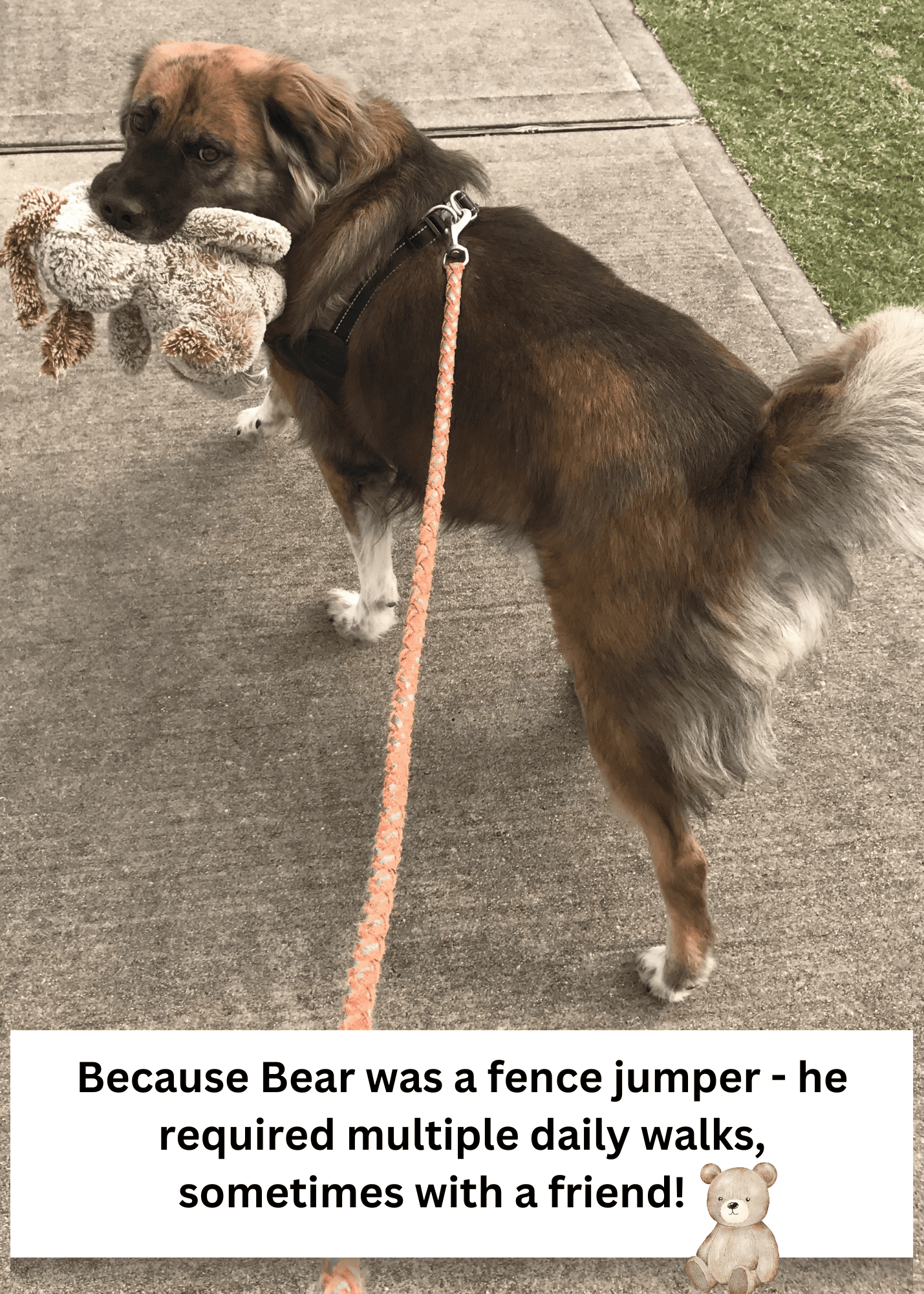 Bear2