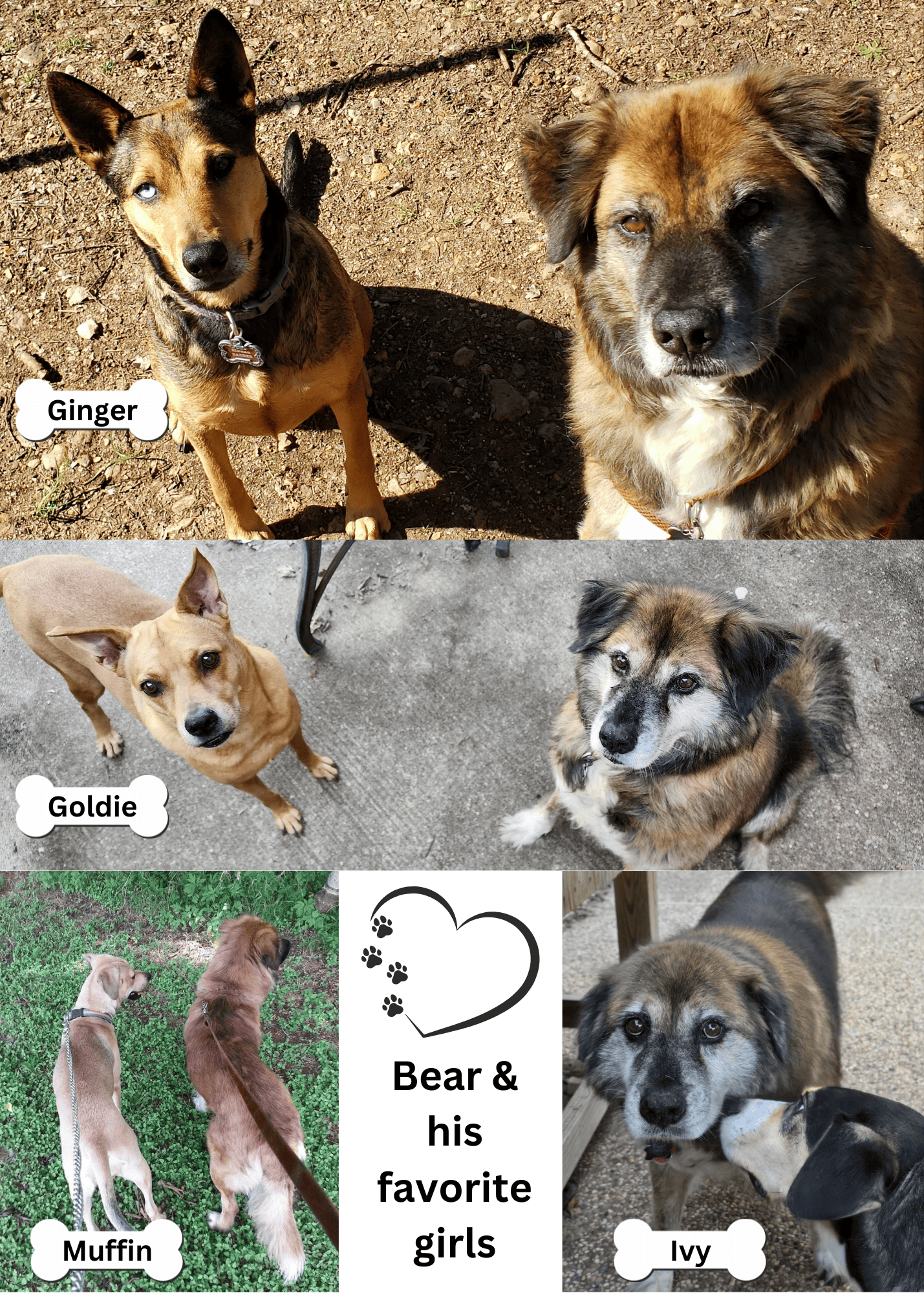 Bear5