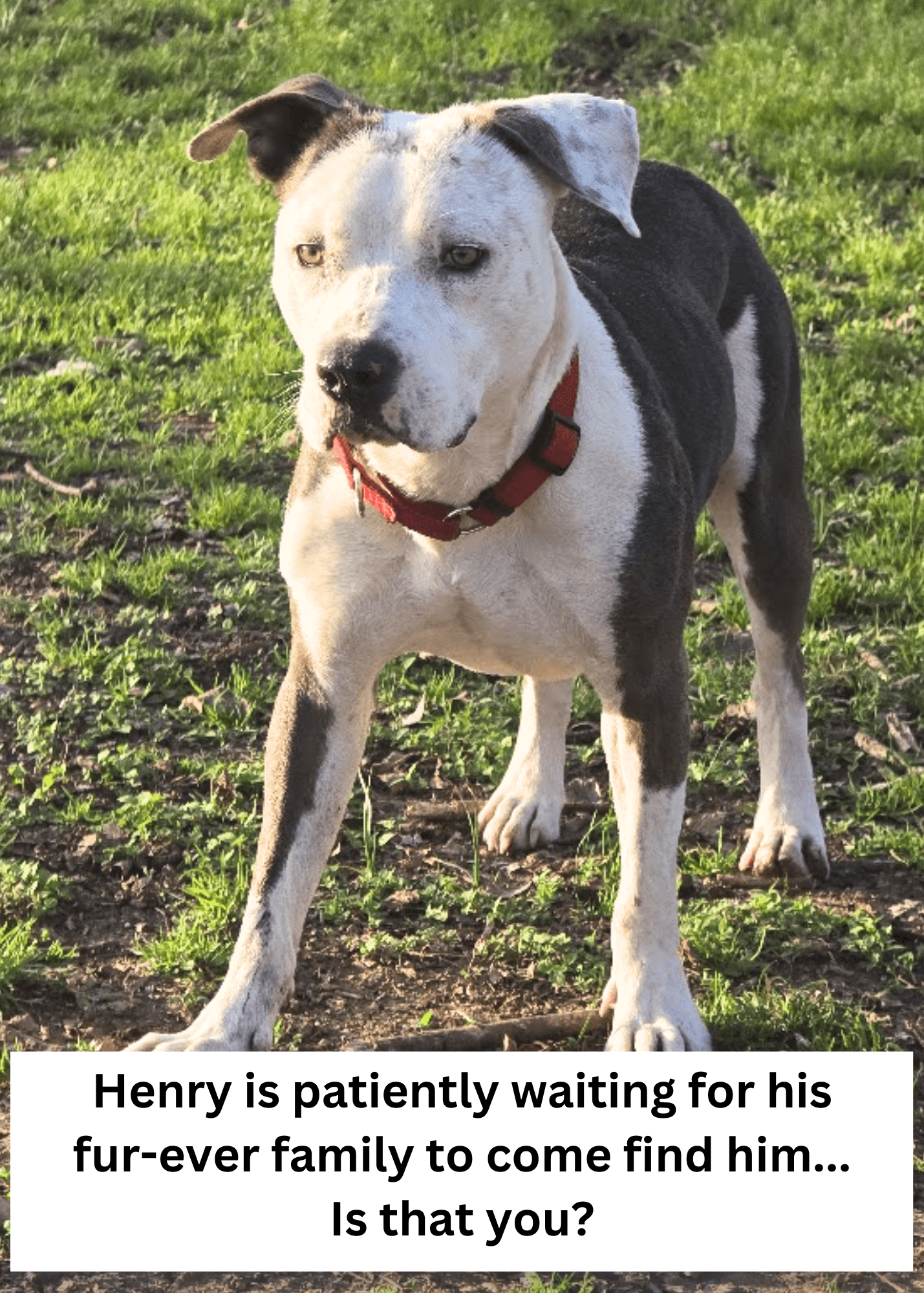 Henry8