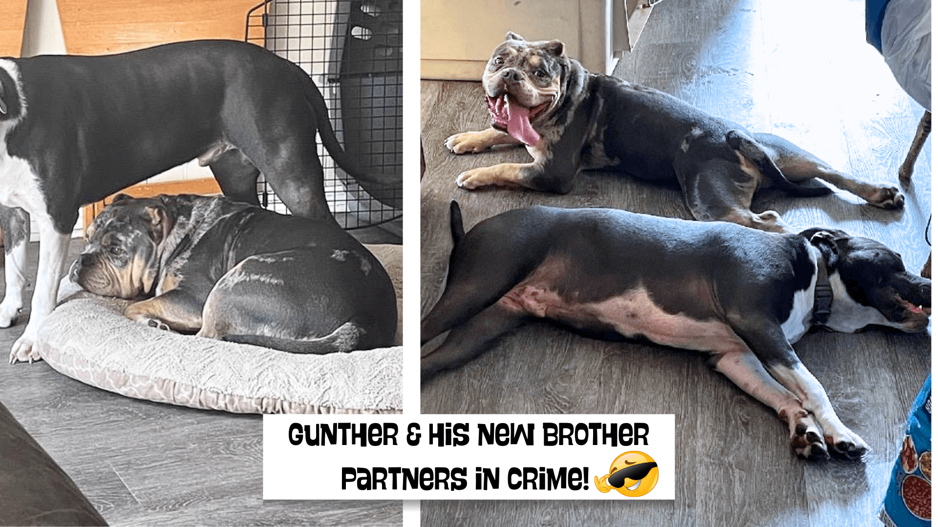 3Gunther