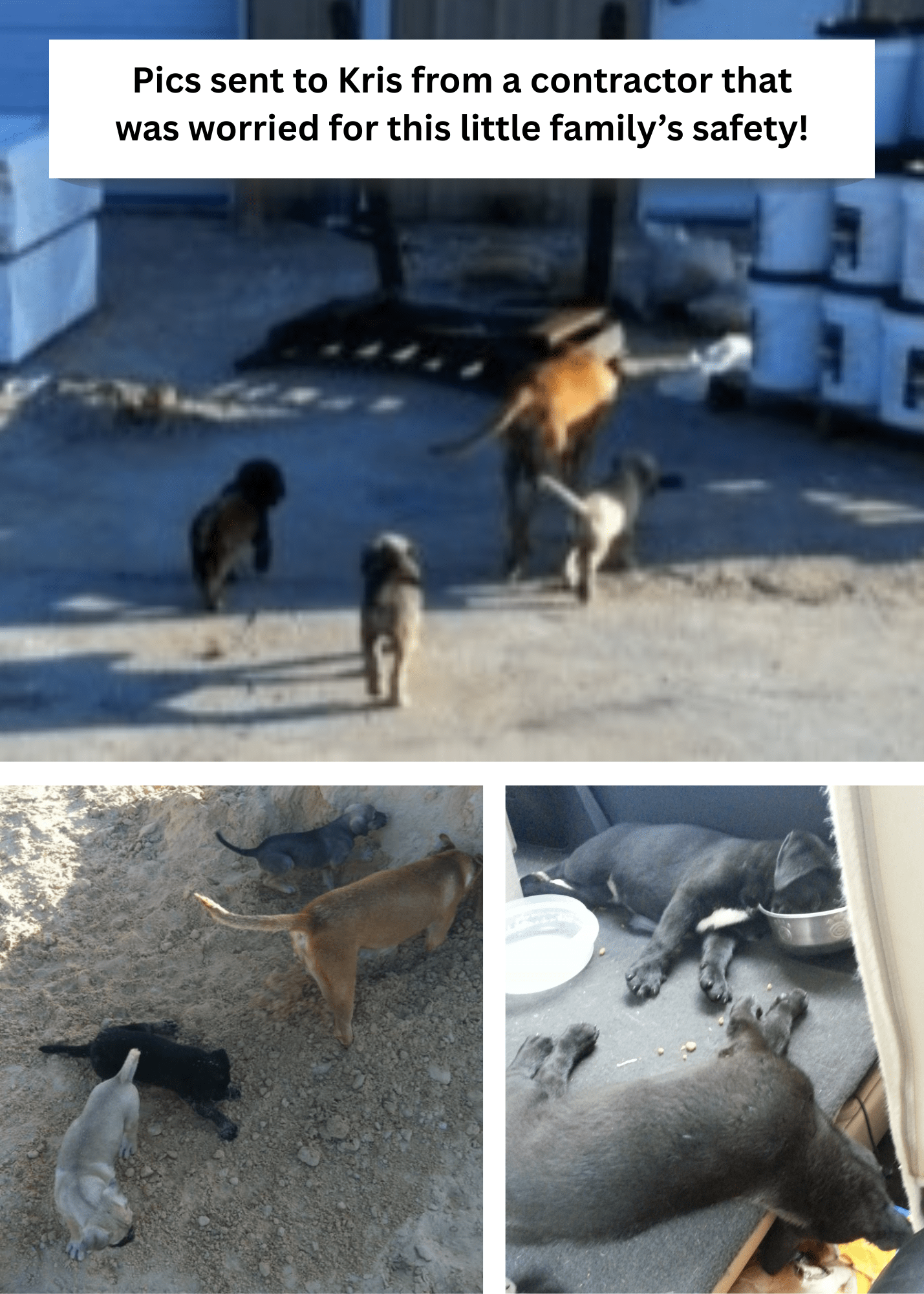 Goldie_puppies1-min