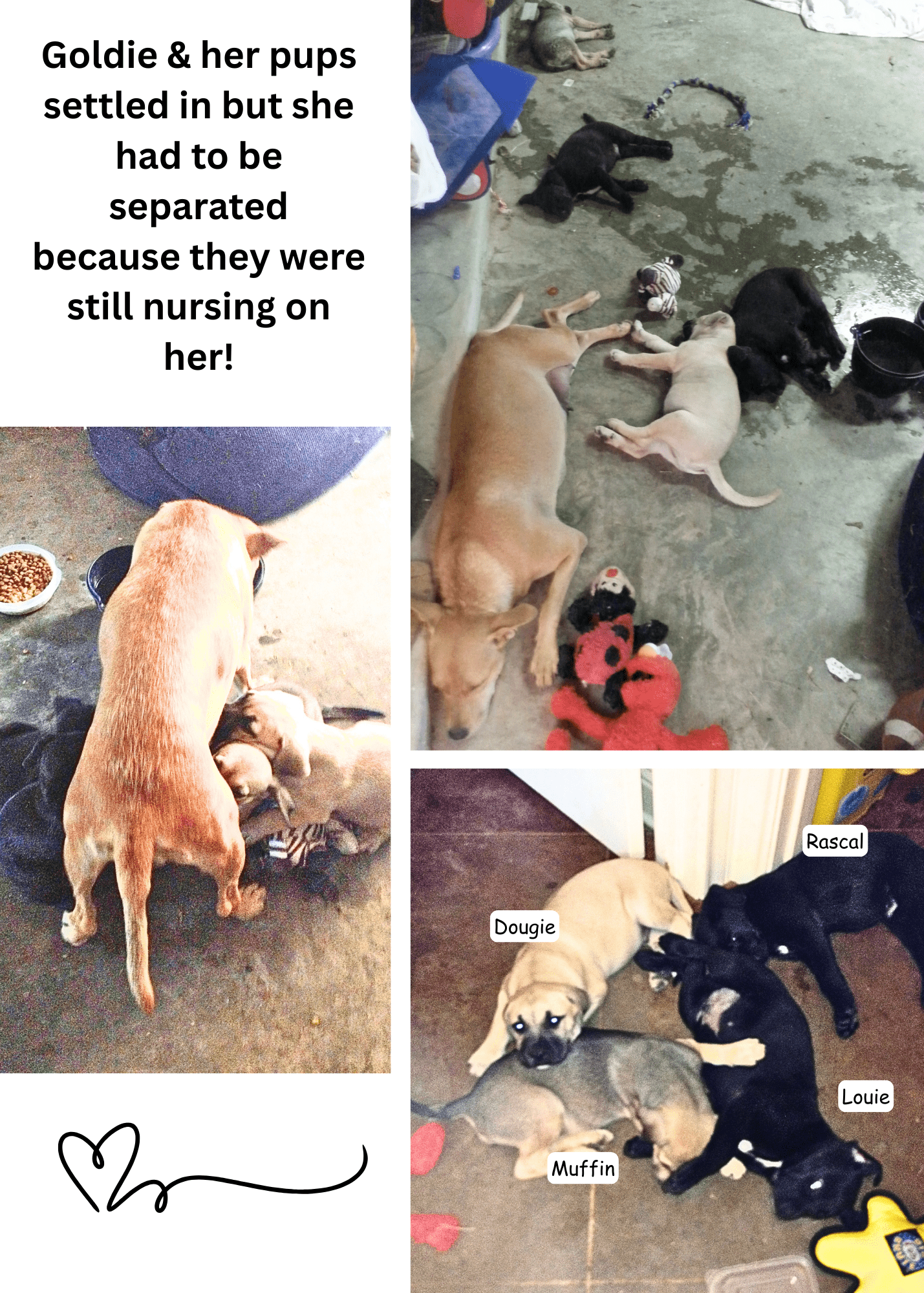 Goldie_puppies2-min