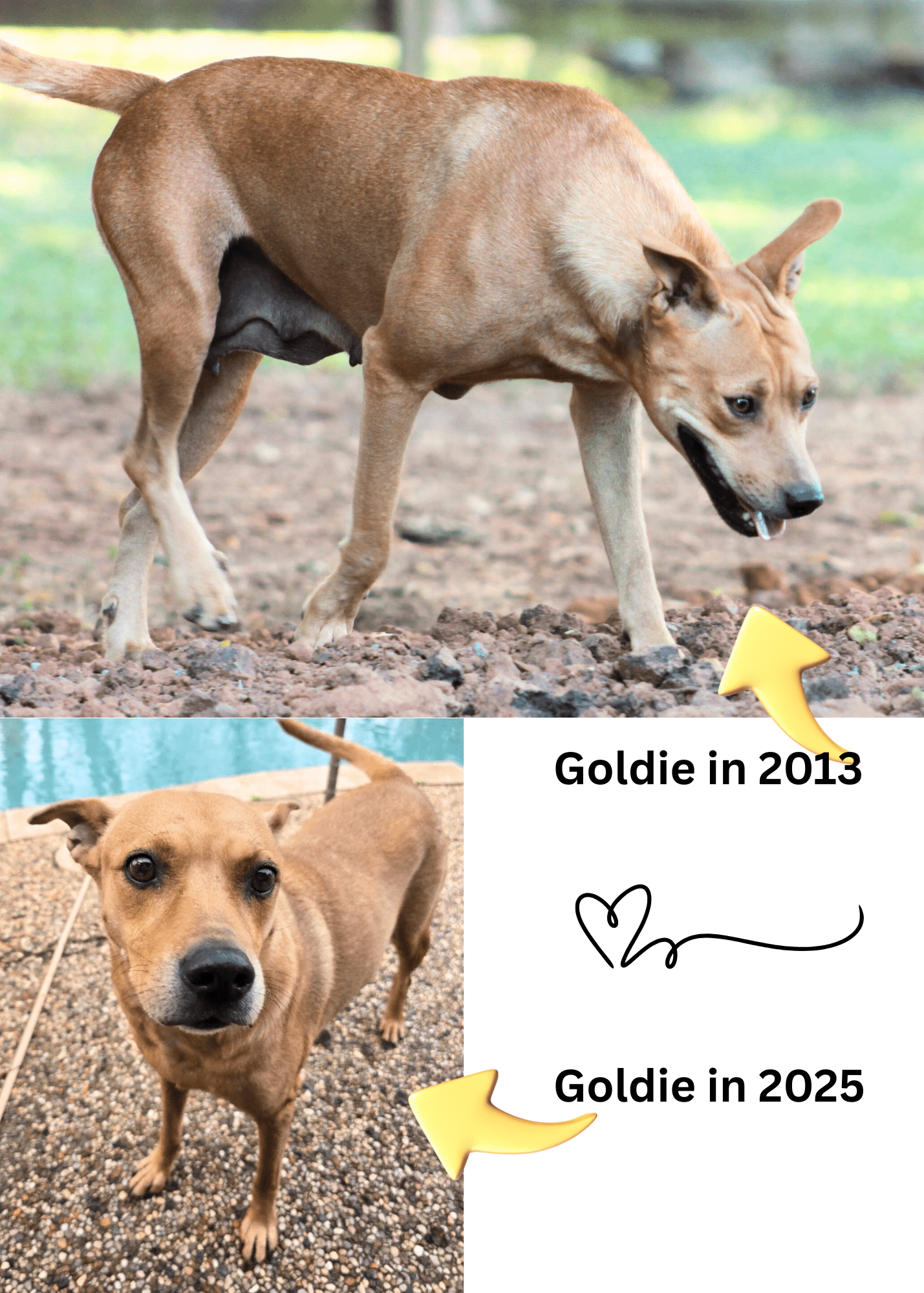 Goldie_puppies3-min