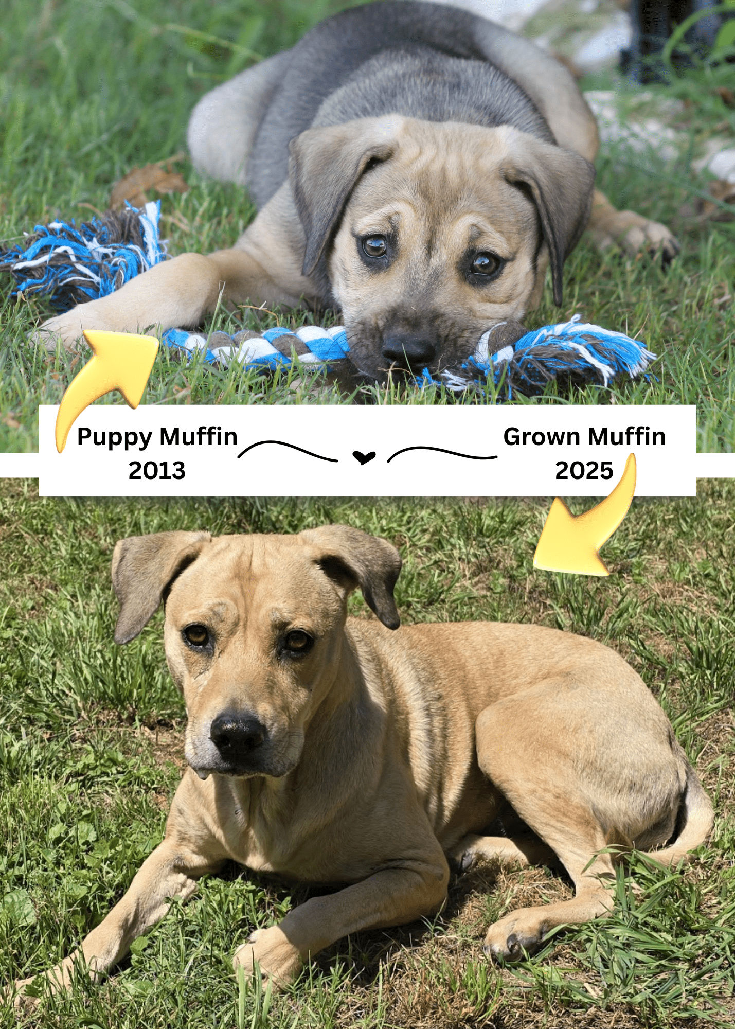 Goldie_puppies4-min