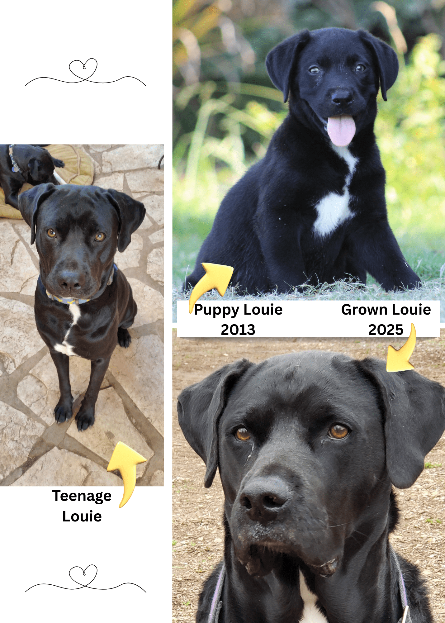 Goldie_puppies5-min