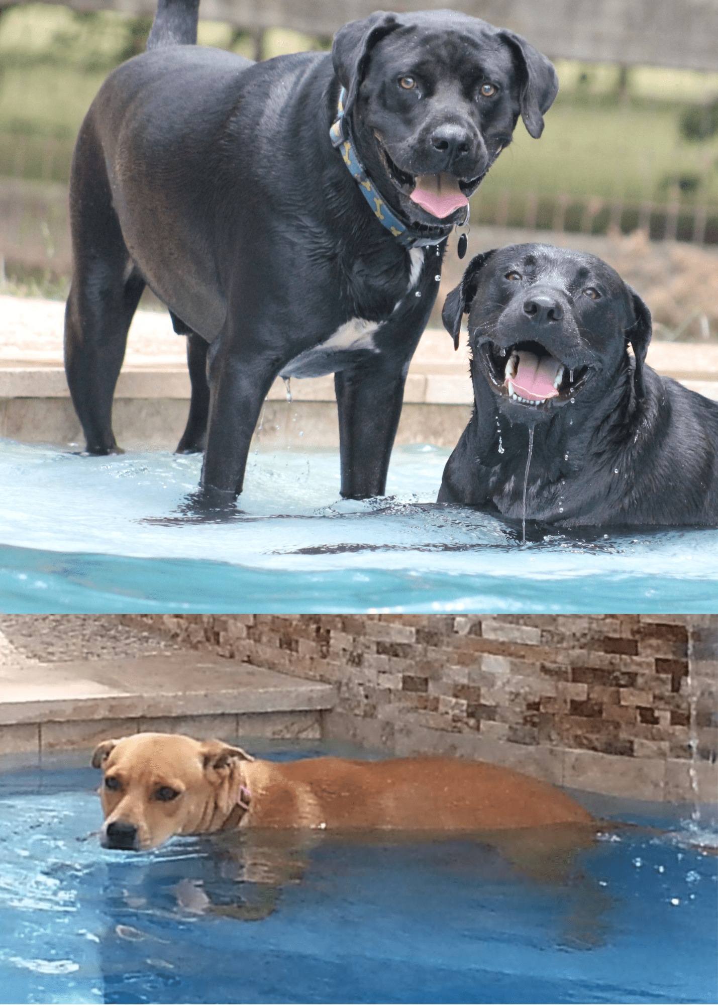 Goldie_puppies8-min