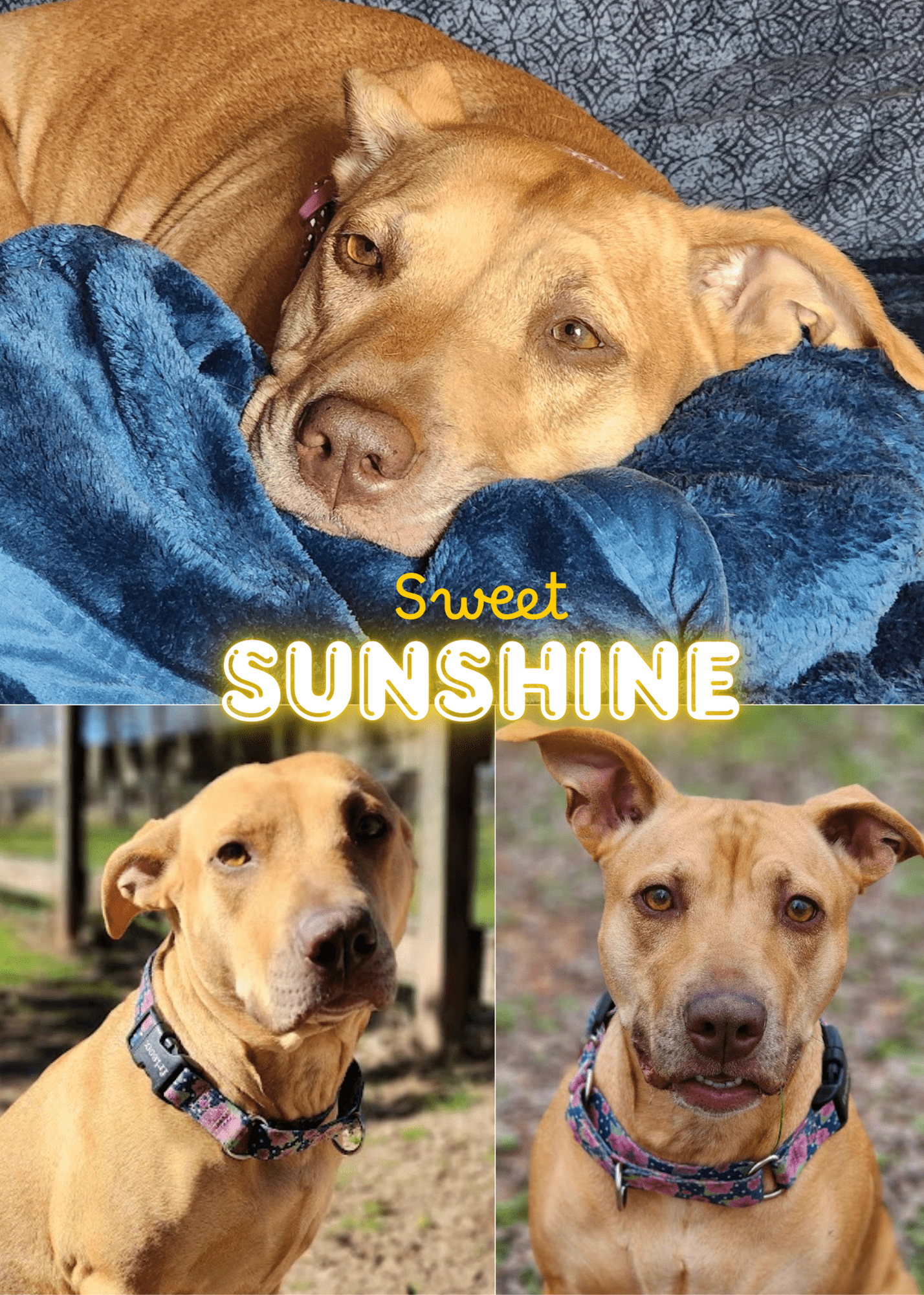 Sunshine4-min