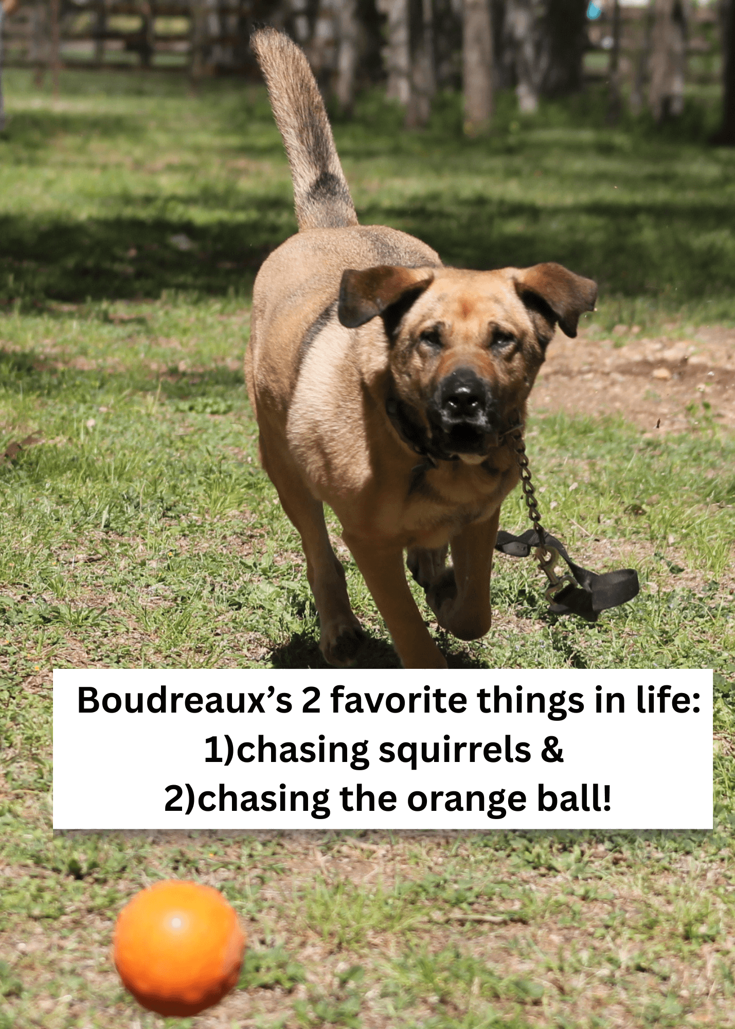 Boudreaux6